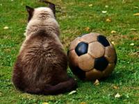 华体会直播-利物浦期待创造历史，迎战世界顶级球队